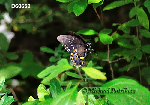 Spicebush Swallowtail (Papilio troilus)